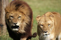 "Superleones" en Botsuana, un experimento de la naturaleza