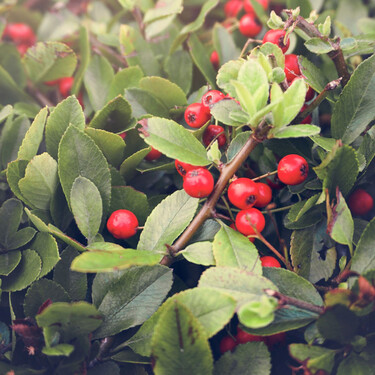 La planta que decora en Navidad y sigue funcionando cuando acaba el invierno 