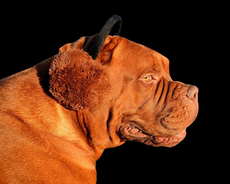 Limpiar Oidos Perros