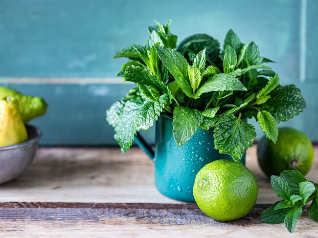 Menta