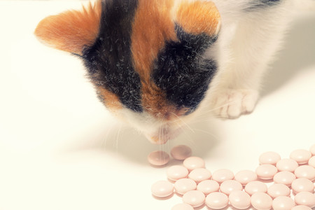 Así actúa el efecto placebo en niños y animales