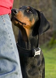 No volverás a perder al perro