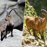 Hace más de medio siglo España introdujo el arruí africano en sus montañas. Ahora el CSIC dice que no es especie invasora