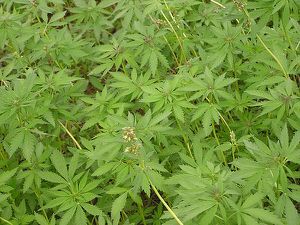 El cannabis y las enfermedades psicóticas