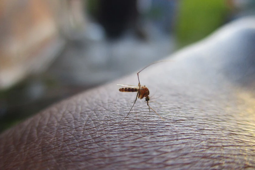 Mosquitos