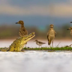 Foto 7 de 10 de la galería otros-animales en Xataka Foto