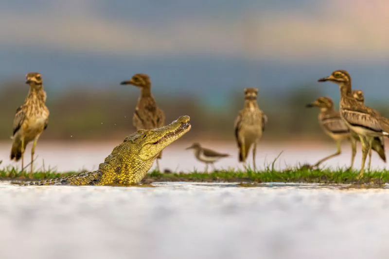 Foto de Otros animales (7/10)