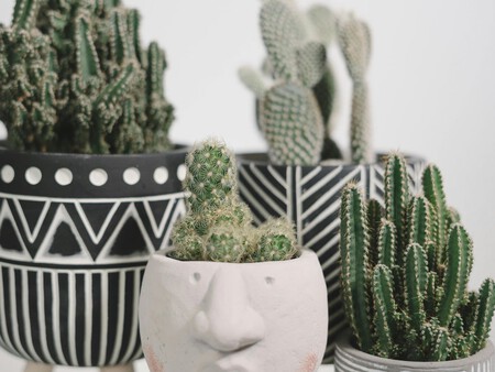 Decora tu casa o balcón con nuevas plantas y lánzate al Festival de Macetas 2026 a unos pasos del quiosco Morisco