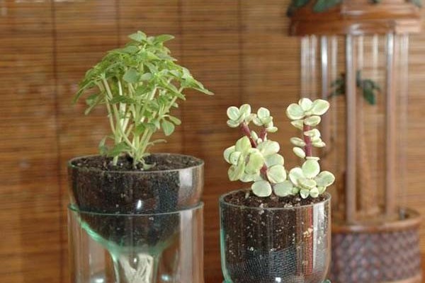 Mini jardín de hierbas finas para espacios reducidos