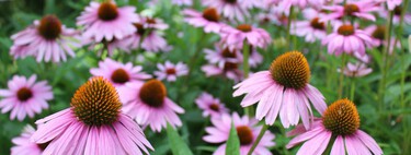 Las mejores plantas perennes con flores, ideales para el verano, que además sirven de decoración para el resto del año