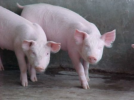 ¿Cómo mejorar las condiciones de la producción industrial de animales?