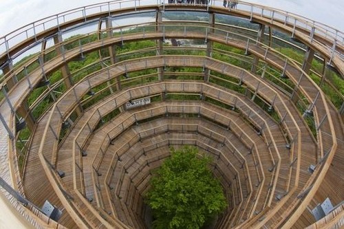 La larga pasarela en espiral que serpentea a través del bosque y alrededor de un haya de cobre en el centro que hay en Alemania
