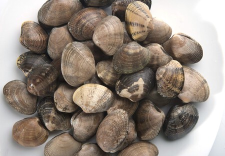 Almeja Japonica C O Percebeiro