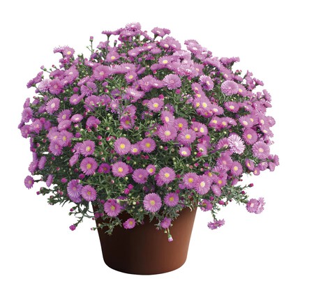 Planta con flores Aldi