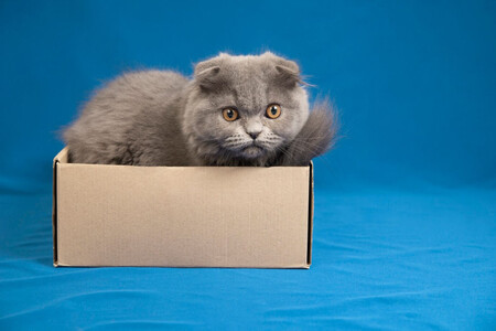 Un gato gris en una caja de cartón