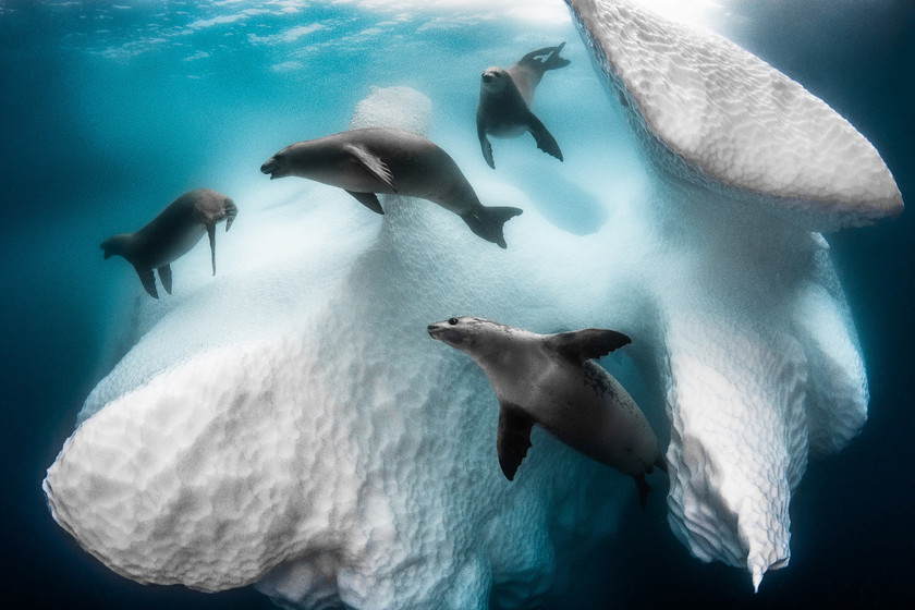Ganadores Underwater Photographer of the Year 2020 concurso fotografía submarina