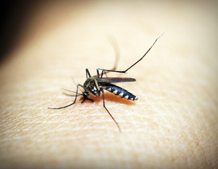 Nature Needle Wing Photography Trunk Animal 561774 Pxhere Com