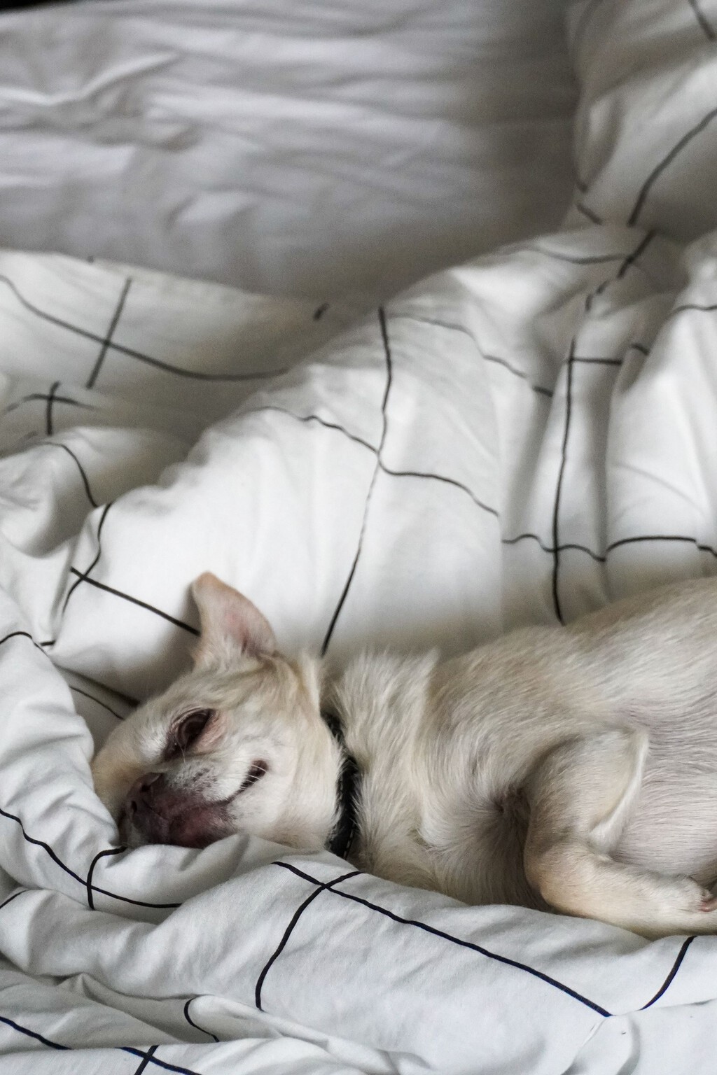 Pensábamos que dormir con nuestro perro o gato era buena idea. La ciencia demuestra que destroza tu sueño por las noches