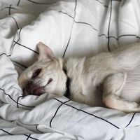 Si tienes perro o gato y duerme contigo en la cama tengo malas noticias: la ciencia acaba de tirar un mito