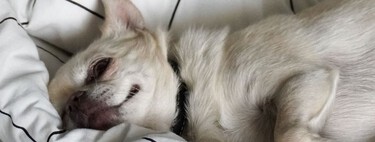 Si tienes perro o gato y duerme contigo en la cama tengo malas noticias: la ciencia acaba de tirar un mito
