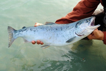 Salmon3