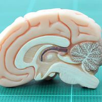 La ciencia relaciona el trauma infantil con los cerebros adultos que disfrutan menos. La sorpresa es dónde se escondía la explicación