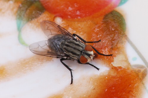 Cortina antiinsectos Aldi