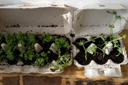 3 ideas para reutilizar cartones de huevos y evitar tirarlas: decora tu hogar y dales una segunda oportunidad