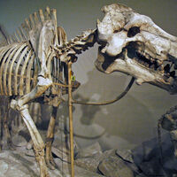 Ni leones, ni hienas: en lo alto de la cadena alimenticia de hace 30 millones de años, había un "cerdo" de más de mil kilos