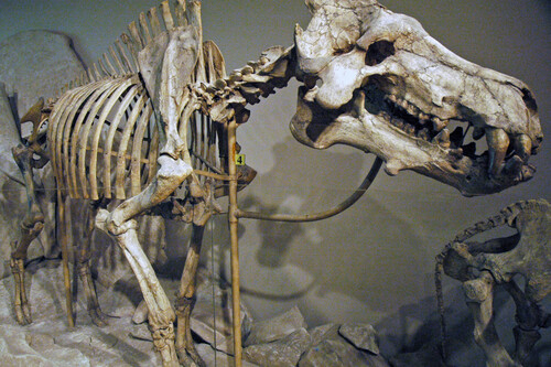 Dinohyus Hollandi Fossil Mammal Harrison Formation Lower Miocene Agate Springs Fossil Quarry Nebraska Usa 1 33515247252 1