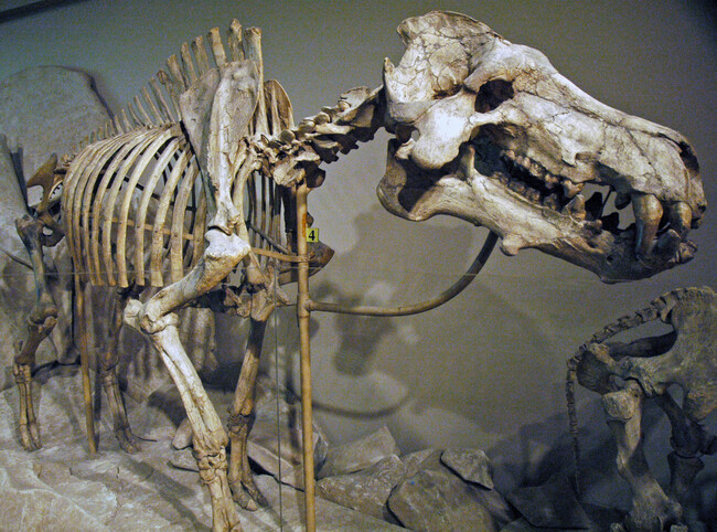 Dinohyus Hollandi Fossil Mammal Harrison Formation Lower Miocene Agate Springs Fossil Quarry Nebraska Usa 1 33515247252 1