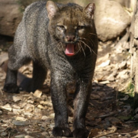 Tras 40 años sin ser visto, el jaguarundi, un depredador que se creía extinto, reaparece y enciende las alarmas en Estados Unidos  