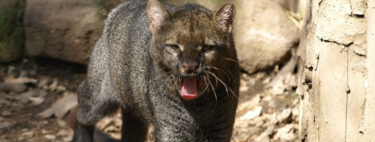 Tras 40 años sin ser visto, el jaguarundi, un depredador que se creía extinto, reaparece y enciende las alarmas en Estados Unidos  
