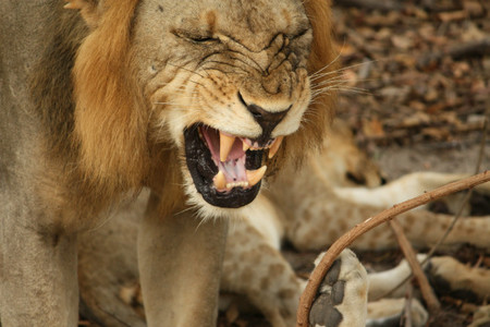 como-fotografiar-leones