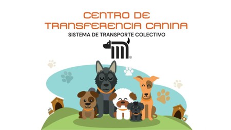 Centro De Transferencia Canina