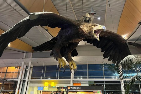 Gwaihir And Gandalf Wellington Airport