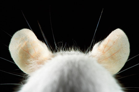 ‘Thank you, Mouse!’, un homenaje en forma de fotolibro para dar las gracias por fin a los valiosos ratones de laboratorio