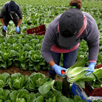 La pandemia de COVID-19 empeoraría la desigualdad por impacto desproporcionado en los trabajadores poco calificados
