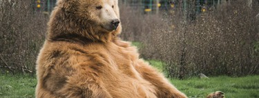 Los humanos hemos 'roto' al oso: por qué los ejemplares del siglo XXI ya no se parecen en nada a los de hace mil años 