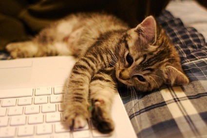 La imagen de la semana: Gato con macbook
