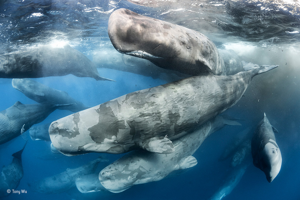 Wildlife Photographer of the Year 2017, fotografias ganadoras del concurso