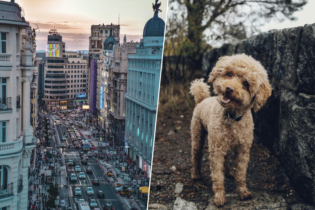 En plena crisis de vivienda, cada vez más gente hace algo en Madrid: donar su casa a cambio de cuidar al perro