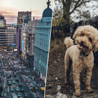 En plena crisis de vivienda, cada vez más gente hace algo en Madrid: donar su casa a cambio de cuidar al perro