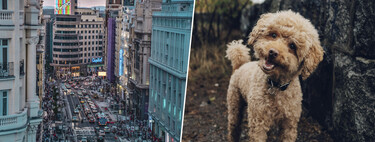 En plena crisis de vivienda, cada vez más gente hace algo en Madrid: donar su casa a cambio de cuidar al perro