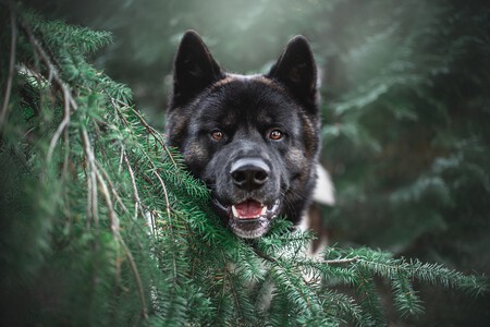 Cambiar Nombre Perro