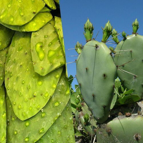 Lánzate a la 2ª Feria del Nopal en CDMX: habrá antojitos, botanas y concursos en el Monumento a la Revolución 