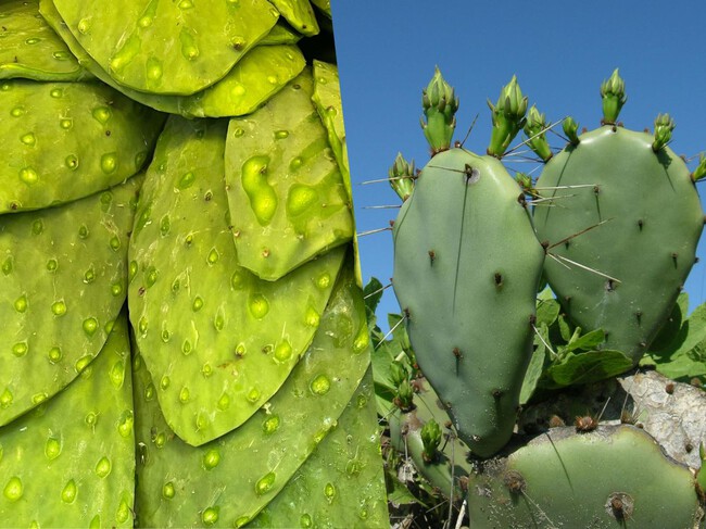Lánzate a la 2ª edición de la Feria del Nopal: prueba desde antojitos, botanas y concursos en un monumento que se inicio durante el Porfiriato en CDMX