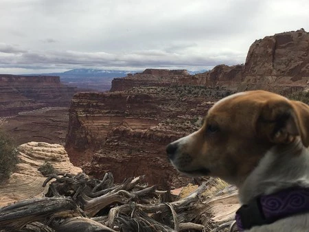 Si te gustan los animales y viajar es tu pasión, estás de suerte: podrás recorrer el mundo (casi) gratis cuidando mascotas ajenas