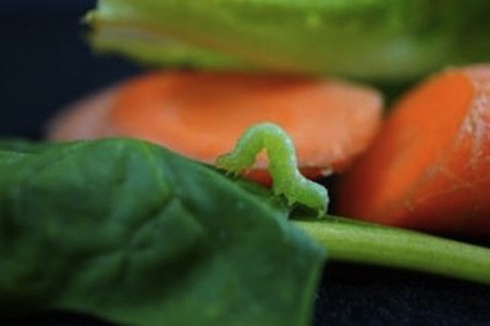 Las frutas y verduras que compras aún están vivas