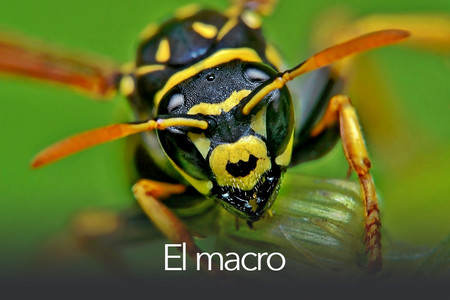 Todo sobre fotografía móvil (3): el macro